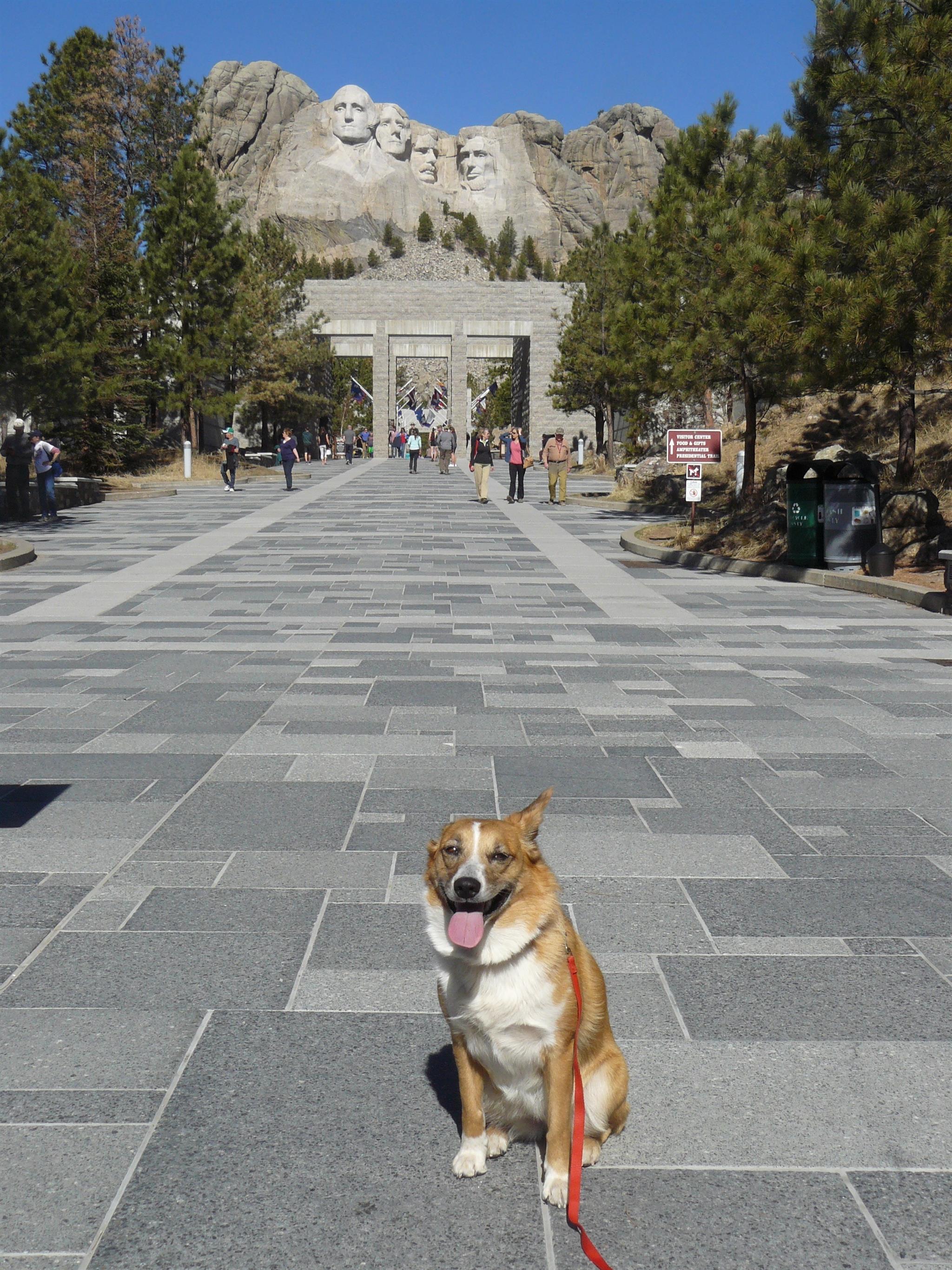 are dogs allowed in mount rushmore